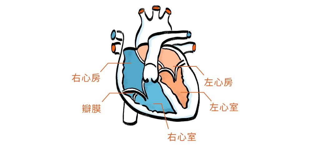 老犬心臟病 上 01 03