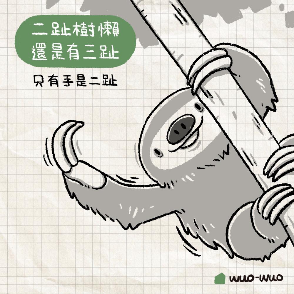 動物冷知識|樹懶小秘密 - 窩窩|專注為動物發聲的獨立媒體