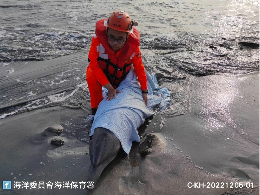 圖1高雄汕尾漁港印太瓶鼻海豚活體擱淺