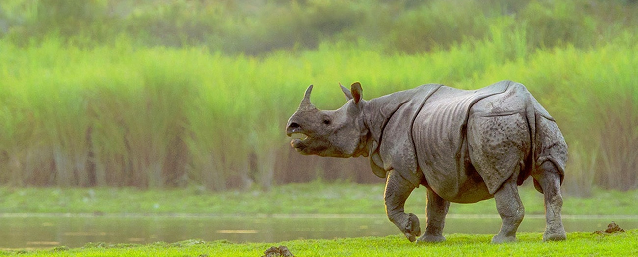 kaziranga national park3