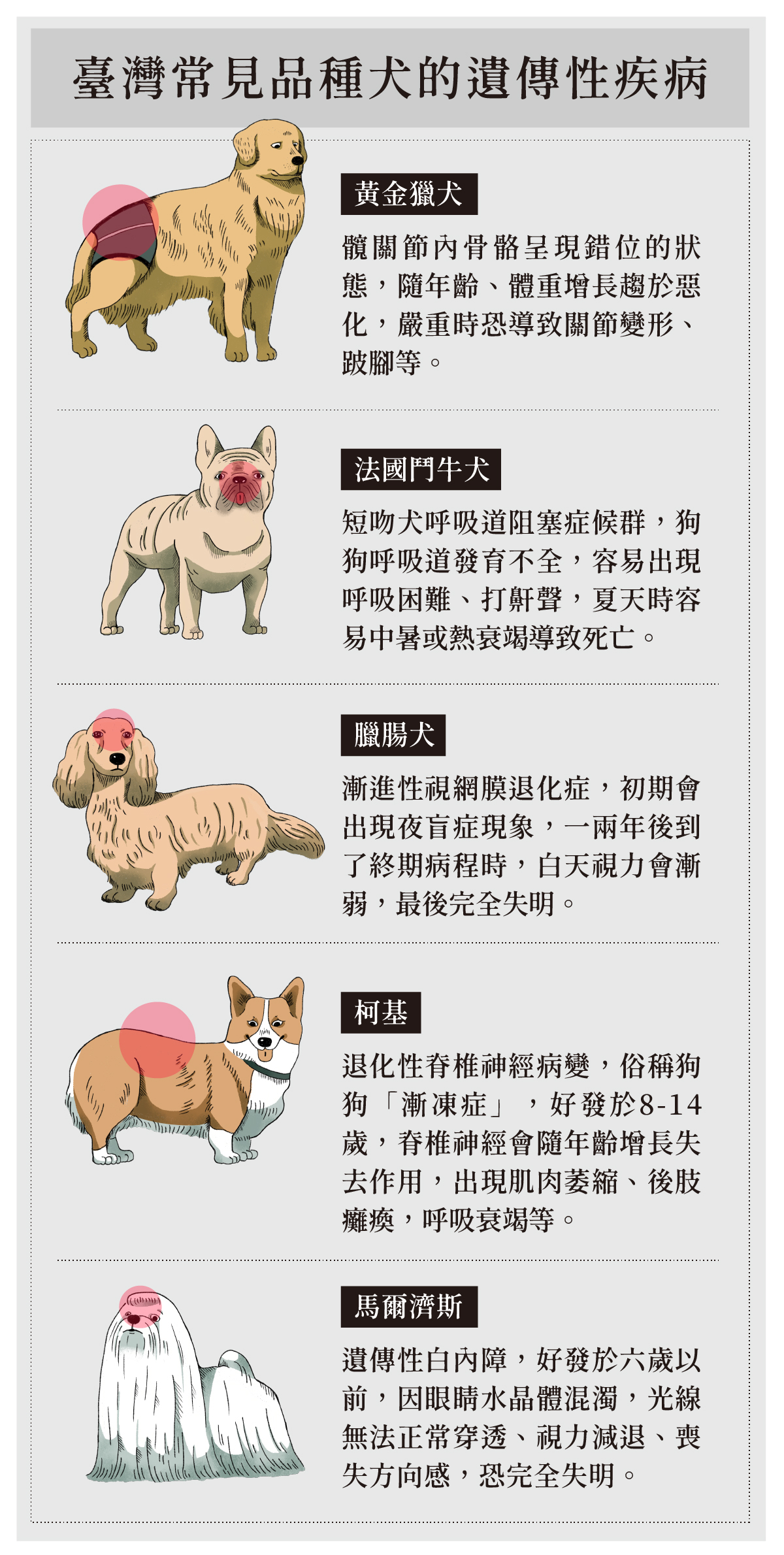 new品種犬貓大專題 文章一 圖表 狗疾病