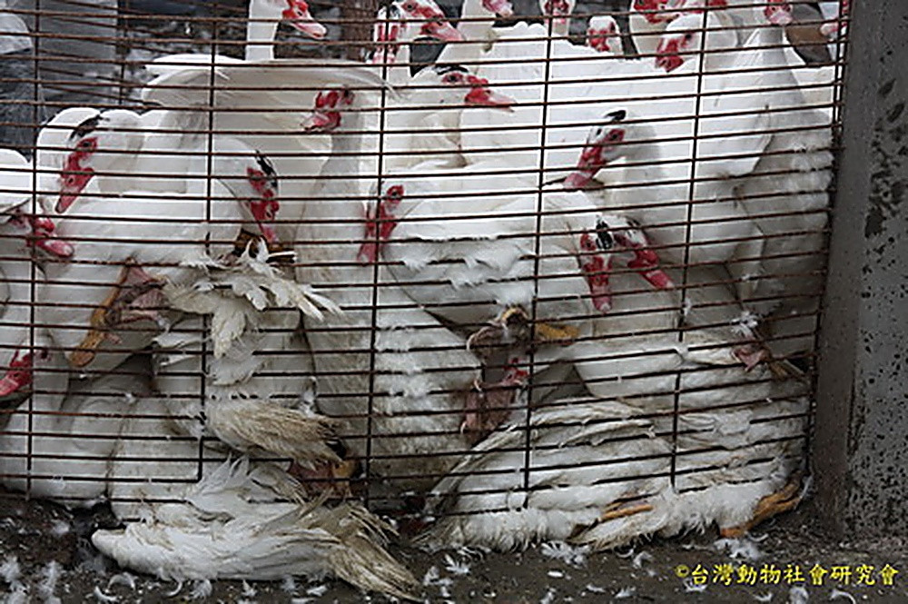 WildlifeEuthanasia102