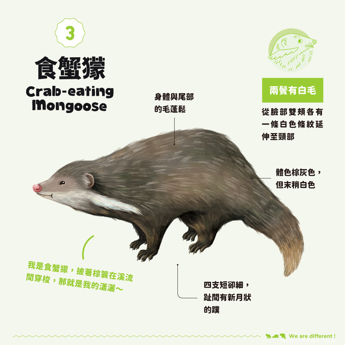 【我才跟牠不一樣！】鼬獾、白鼻心、食蟹獴？ - 窩窩｜專注為動物發聲的獨立媒體