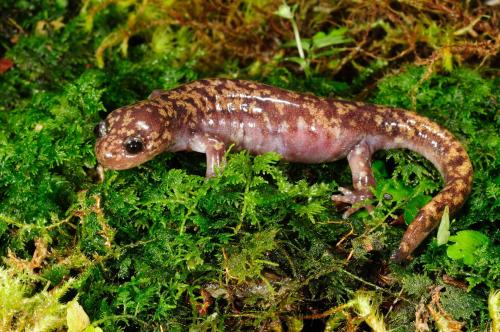 Asiatic salamander01