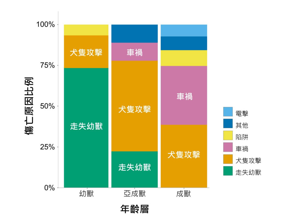 台大白鼻心04