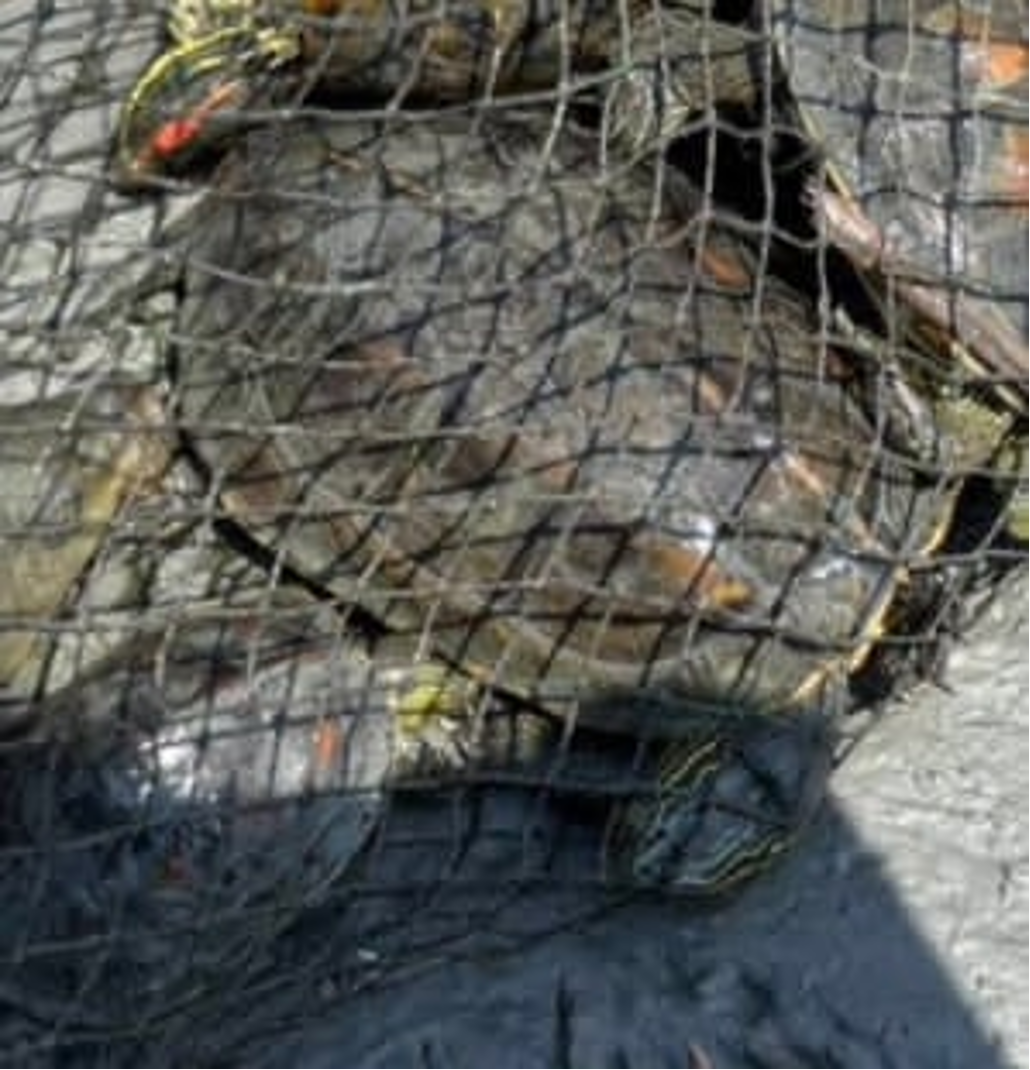 20260424 turtle 01