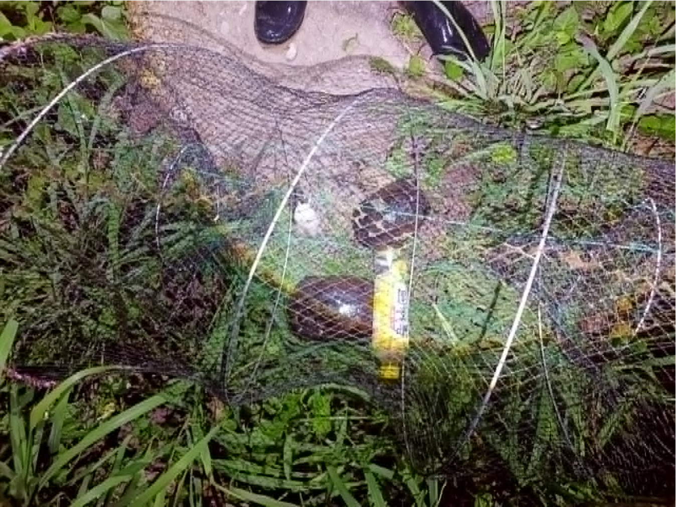 20260424 turtle 02