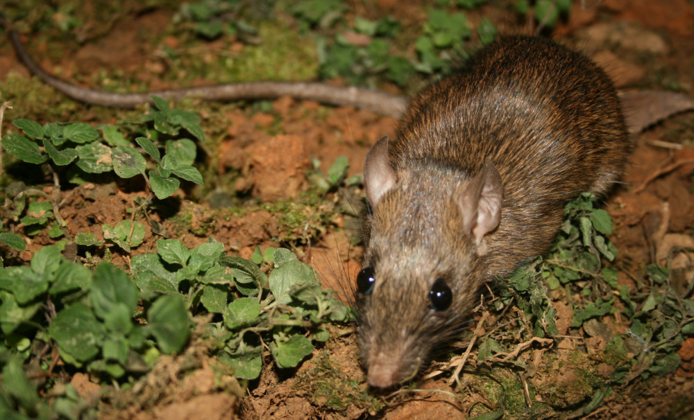20260504rat03