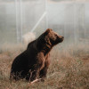 戰火下的動物們——烏克蘭遭砲火轟炸中的動物園奇蹟
