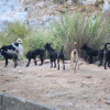 遊蕩犬減量？全國遊蕩犬隻數量調查推估結果出爐！