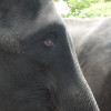 悲傷遊樂園—泰國曼谷Safari World 動物園
