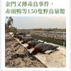 金門又傳毒鳥事件,赤頸鴨等150隻野鳥暴斃 金門又傳毒鳥事件,赤頸鴨等150隻野鳥暴斃