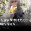 東石獼猴懷中浪犬死亡 悲劇收場咎責何方