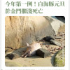 今年第一例！白海豚元旦於金門擱淺死亡