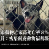 北市動物之家高死亡率8%。議員：密集飼養動物福利堪憂