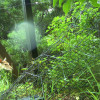【梅花鹿是＿＿＿？】下篇：梅花鹿是逃逸的家畜，還是野生動物？