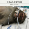 阿里山人猴衝突困境：TNR會是其中解方嗎？