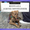 【家犬強制絕育十年03】催出絕育率卻無助於提升飼主責任？下個十年的源頭課題