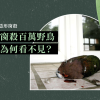 每年窗殺百萬野鳥,人們為何看不見? 每年窗殺百萬野鳥,人們為何看不見?