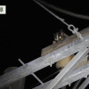 野生動物都市化（上）神秘鄰居的水泥叢林逆襲