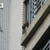 野生動物都市化（下）城市的隱藏風險，友善動物下一步？