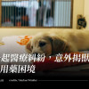 一起醫療糾紛，意外揭獸醫師用藥困境