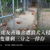 石虎友善雞舍遭浪犬入侵，百隻雞剩三分之一倖存