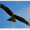黑鳶族群數破新高！2022年調查數量879隻