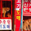 韓禁狗肉寬限期近半 50萬肉犬急需配套措施 韓禁狗肉寬限期近半 50萬肉犬急需配套措施