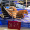 抽獎送狐獴、浣熊？ 爬蟲展行銷手法引爭議
