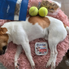 搜救犬Wilson死因報告曝光 議員批花蓮消防局處置草率 搜救犬Wilson死因報告曝光 議員批花蓮消防局處置草率