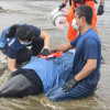 屏東小虎鯨集體擱淺 4死餘7評估後野放 屏東小虎鯨集體擱淺 4死餘7評估後野放