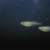 北部原生淡水魚新種「噶瑪蘭青鱂」正名 新北數量瀕危 北部原生淡水魚新種「噶瑪蘭青鱂」正名 新北數量瀕危