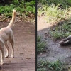 穿山甲遭臺東派出所犬隻咬死 動防所初判無不當管理