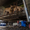 韓國禁狗肉法即將上路,數十萬食用犬去向成謎 韓國禁狗肉法即將上路,數十萬食用犬去向成謎