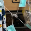 高雄大學畢業生涉虐殺30隻倉鼠，吊掛火燒惡行曝光