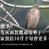 賞鷹季！萬隻灰面鵟鷹過境墾丁，專家預估10月下旬會更多