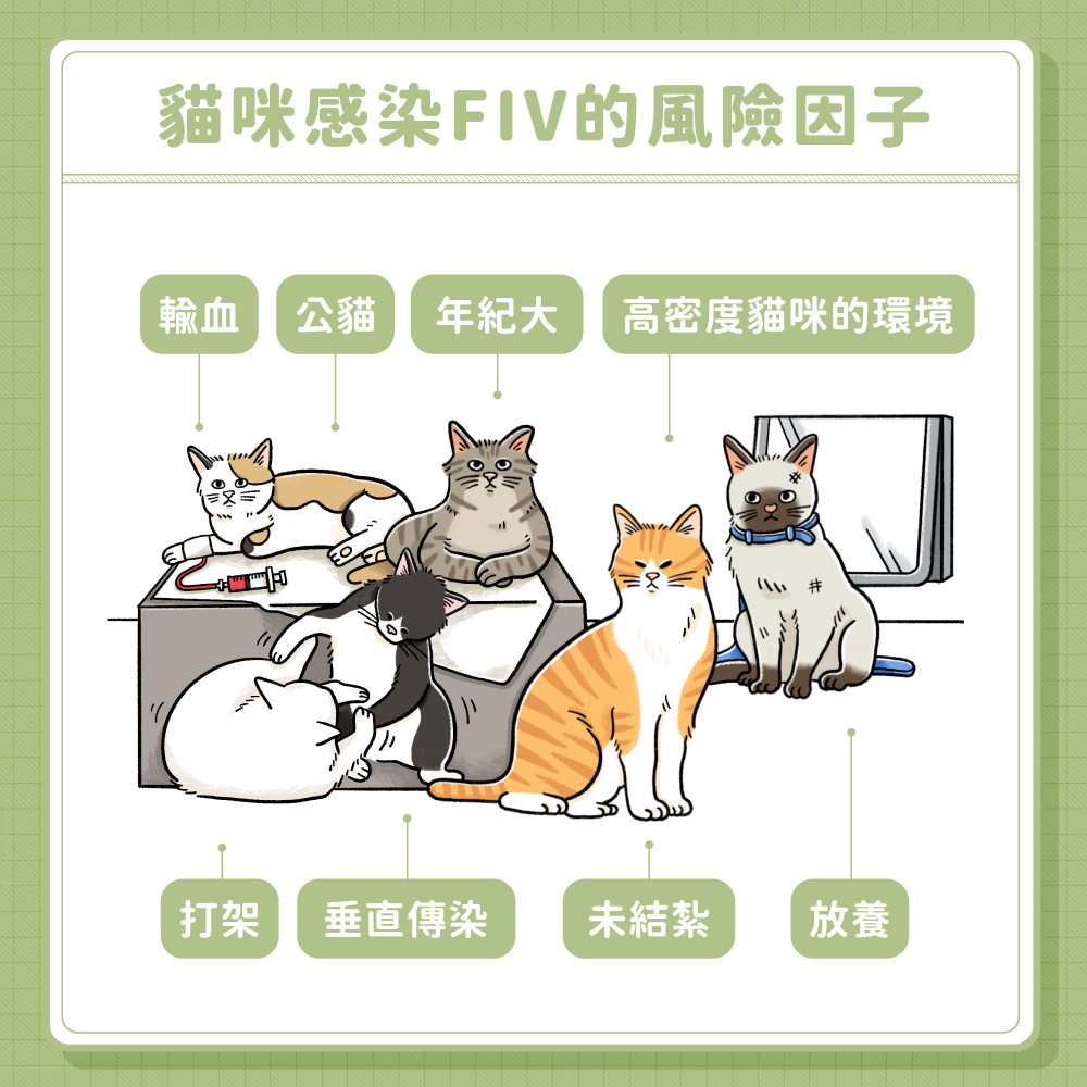 FIV 02