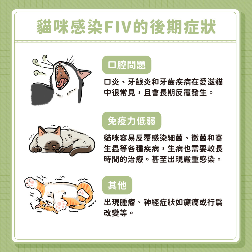 FIV 04
