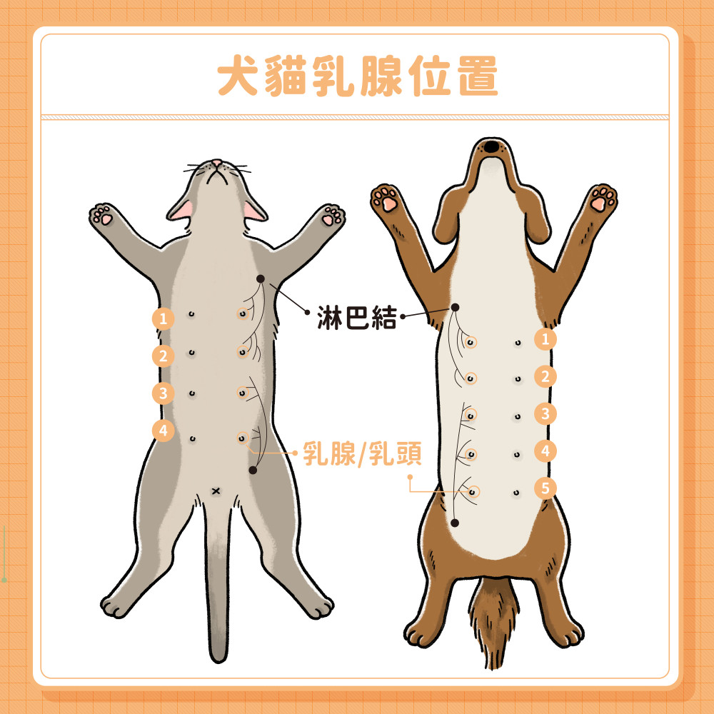 mammary gland tumor 02