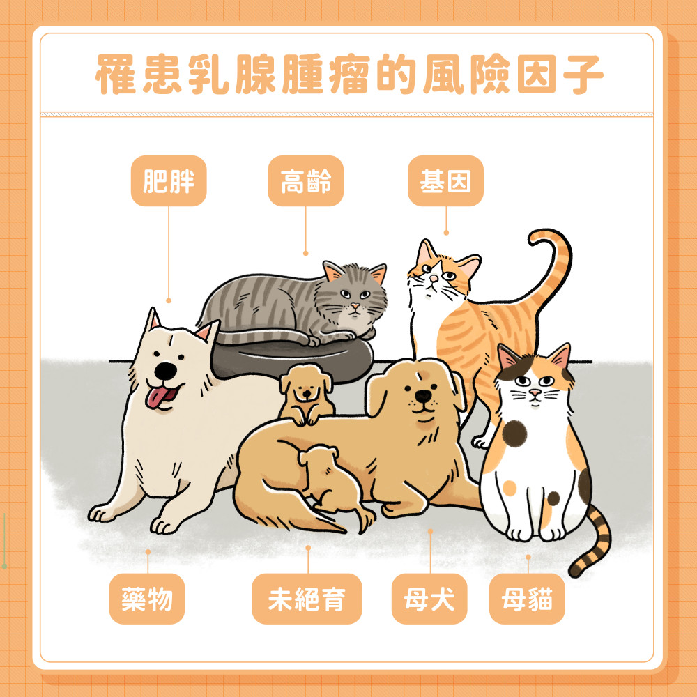 mammary gland tumor 03