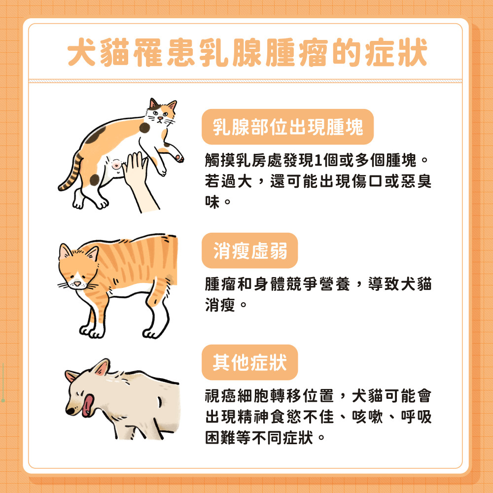 mammary gland tumor 04